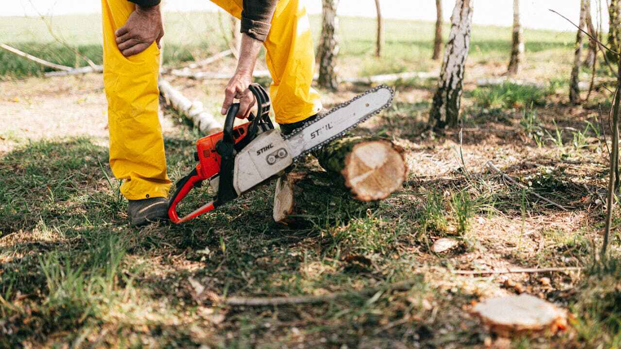 The Steps Involved in Our Tree Care Process in Pahokee, FL